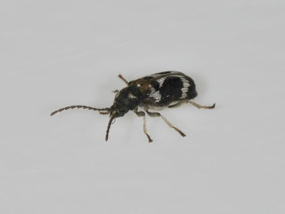 Ptinomorphus regalis (Anobiidae)